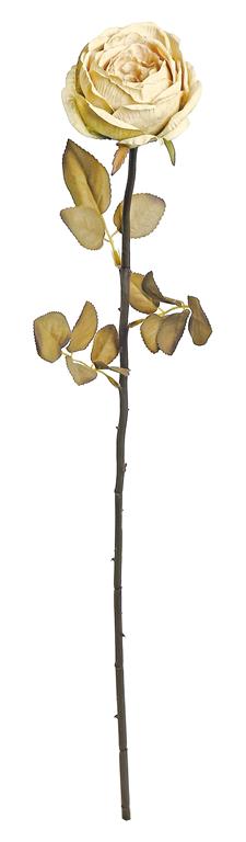DRIED GARDEN ROSE, 29", CANDLELIGHT