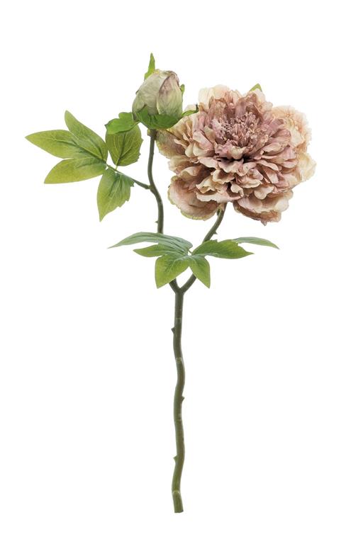 DRY JAPANESE PEONY X2 WITH BUD, 20", DUSTY ROSE