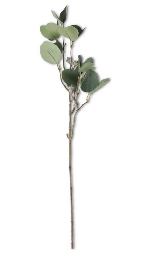 Eucalyptus Stem with Pods