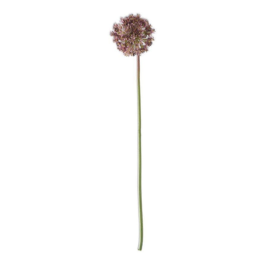 30" Dark Purple Allium Stem