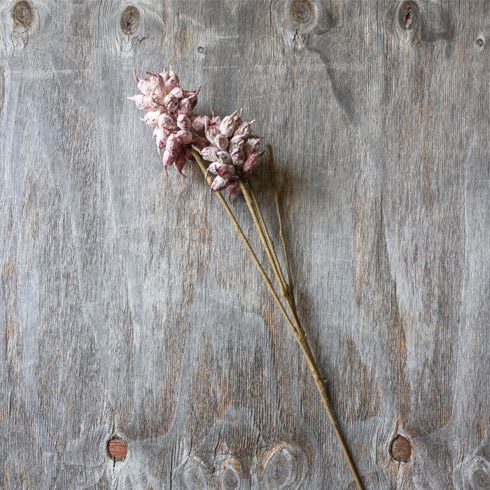 Heirloom Thistle Stem - Mauve