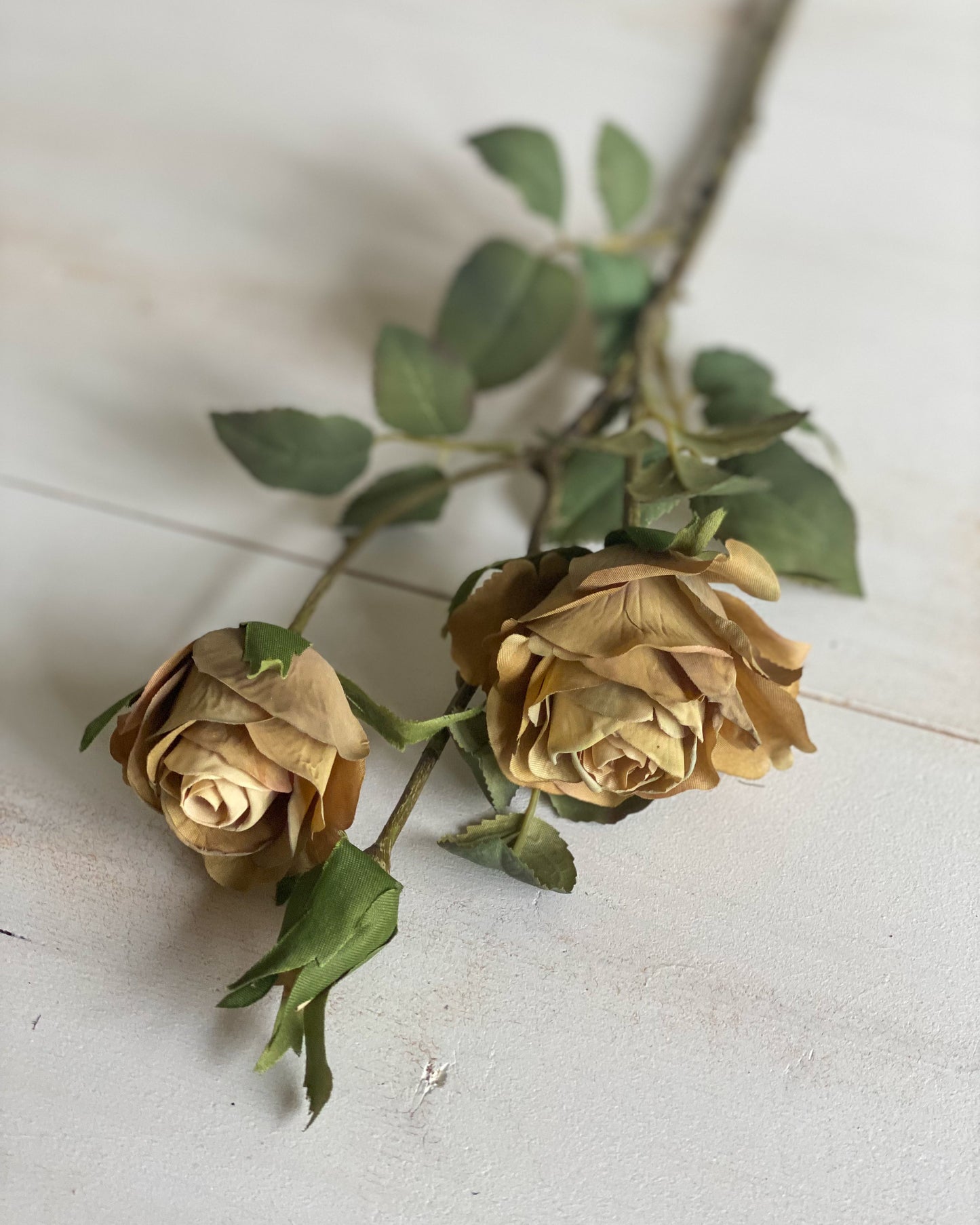 Harvest Gold Rose Stem