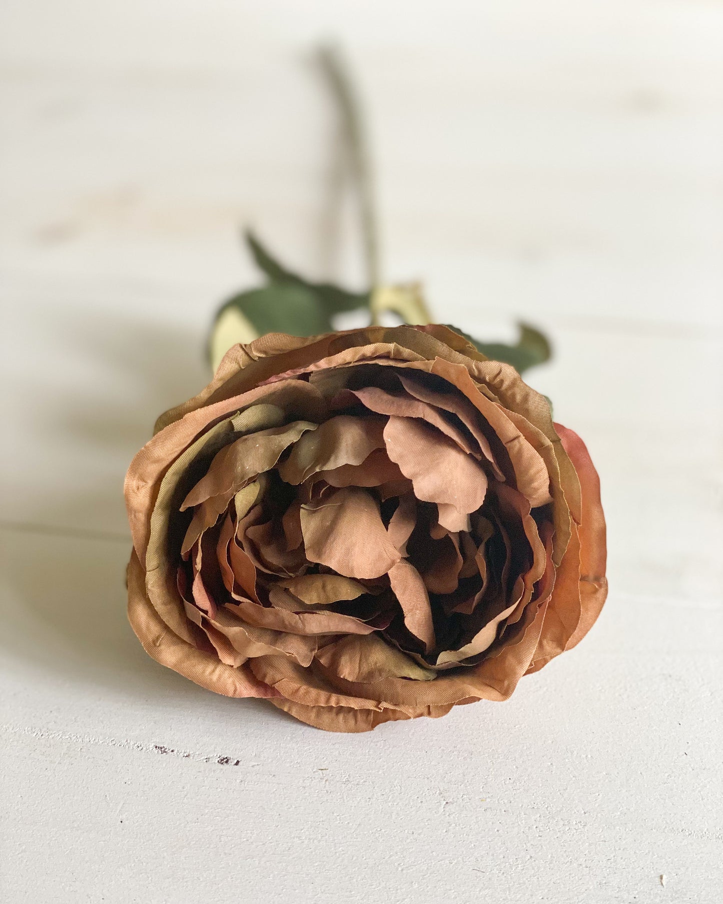 Rust Garden Rose Stem