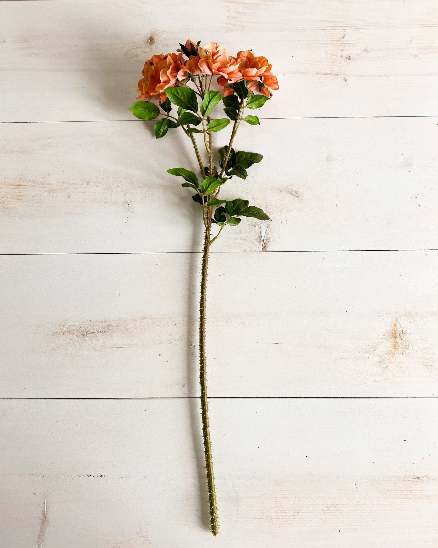 Peach Rose Stem