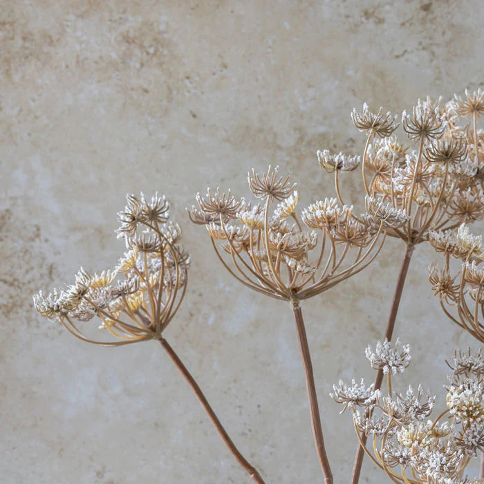 Queen Anne's Lace Stem