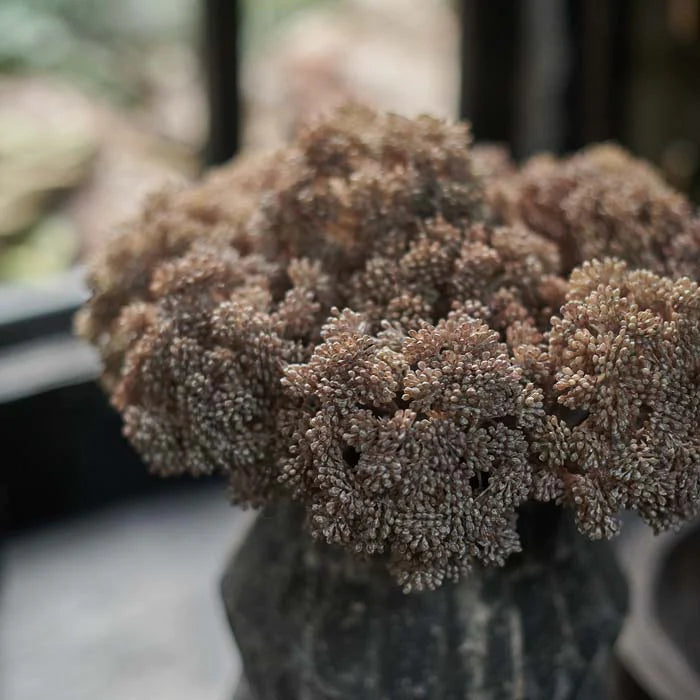 Sedum Cloud Stem