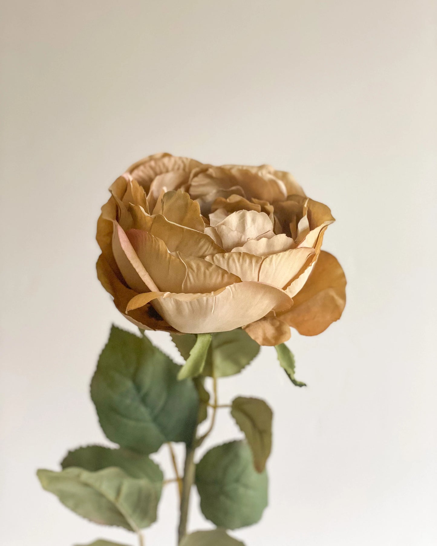 Beige and Mauve Garden Rose Stem