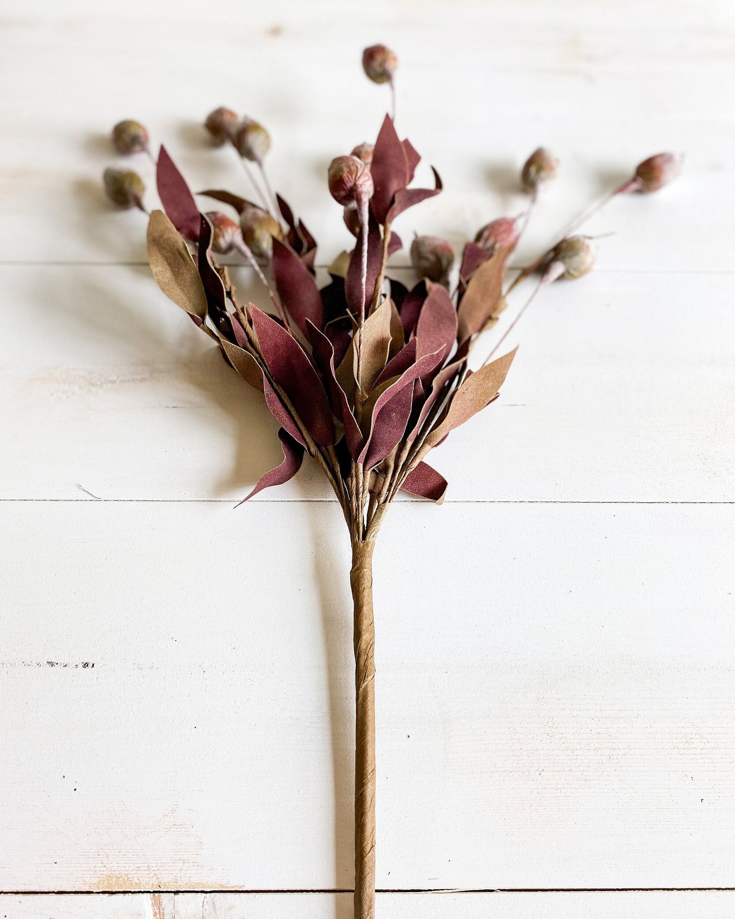 24" Burgundy and Green Sleepy Silene Eva Bush