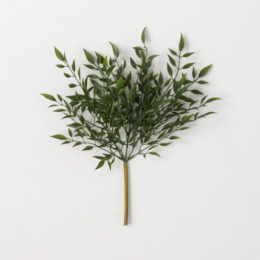 Leafy Green Ruscus Bush